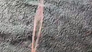 Anteprima del video: Sborratona Parte 2