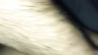 Brasiliana scopata a pecorina