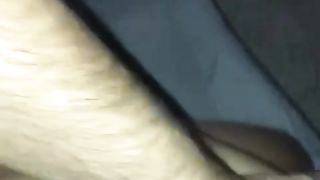 Brasiliana scopata a pecorina