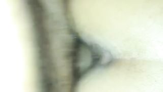 Brasiliana scopata a pecorina