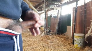 Mi sego nella stalla