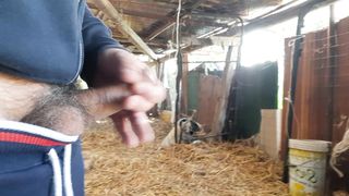 Mi sego nella stalla