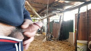 Mi sego nella stalla