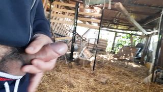 Mi sego nella stalla