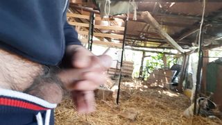 Mi sego nella stalla