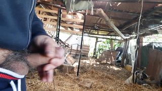 Mi sego nella stalla