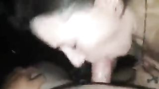 Alle troie piacciono le belle macchine