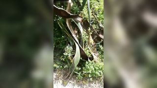 Esibizionista spaventata da un "Uccello Stranissimo"