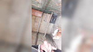 Anteprima del video: Mi sego nel pollaio