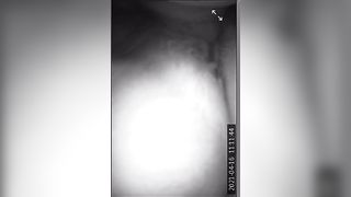 Adoro leccare la sua patata fino all'orgasmo