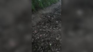 La ZOCCOLA e il MAIALE nel bosco