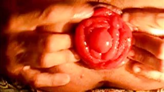 Una rosa sbocciata...