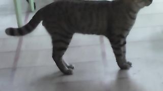 Caldo sesso a tre con grande cazzo nero