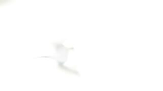 Prima volta di mia moglie con amico