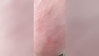 Troia calda di Genova