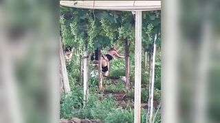 Puttane rumene scopano tra le viti