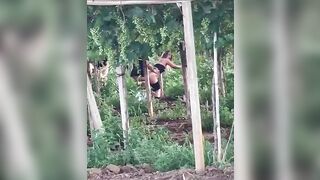 Puttane rumene scopano tra le viti