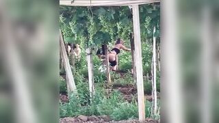 Puttane rumene scopano tra le viti