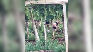 Puttane rumene scopano tra le viti