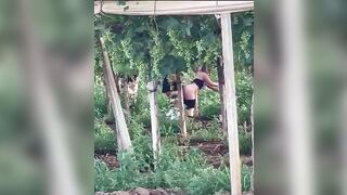 Anteprima del video: Puttane rumene scopano tra le viti