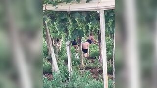 Puttane rumene scopano tra le viti