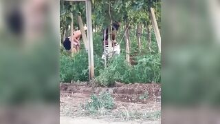 Puttane rumene scopano tra le viti