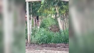 Puttane rumene scopano tra le viti