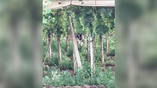 Puttane rumene scopano tra le viti