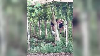 Puttane rumene scopano tra le viti