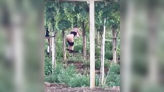 Puttane rumene scopano tra le viti