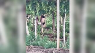 Puttane rumene scopano tra le viti