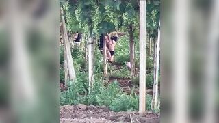 Puttane rumene scopano tra le viti