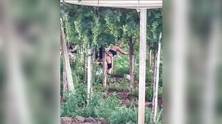 Puttane rumene scopano tra le viti