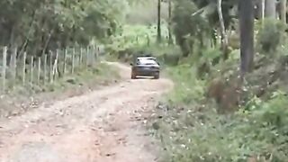 Bella brasiliana inculata