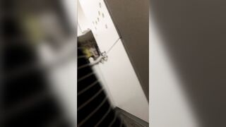 Zia Culona a Novanta/Pecorina