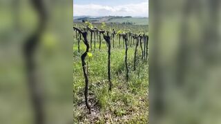 Anteprima del video: Fidanzata maiala succhia e poi viene inculata