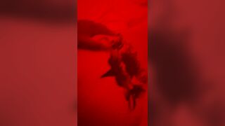 Amante svizzera a pecora 2