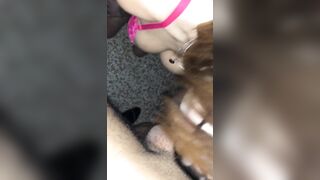 Trans porcona mi succhia la mazza