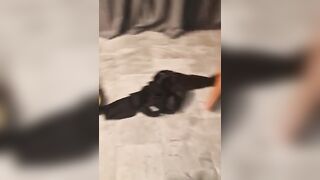 Mia moglie zoccola con il BULL