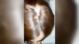 Due BULL sfondano mia moglie ed io osservo