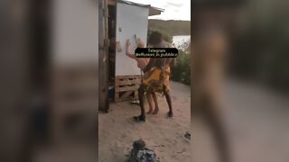 Bionda scopata dal jamaicano alla spiaggia naturista