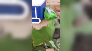 Ragazza italiana baci lesbo in spiaggia