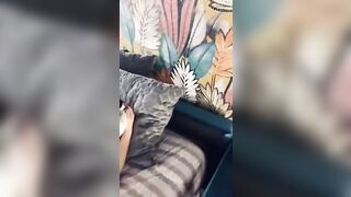 Un cazzo duro di fronte a Priscilla Salerno che riposa