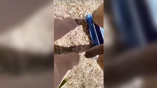 Viviolix scopata all'aperto OF