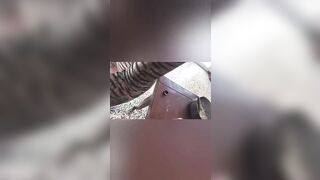 Fidanzata esperta nei pompini