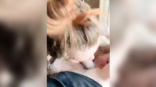 Come succhiano le mie troie