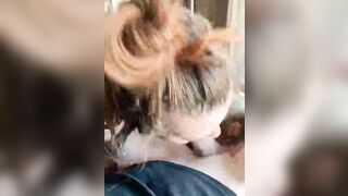 Come succhiano le mie troie