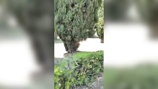 Sgamati dallo sbirro a trombare nel parco in pieno giorno