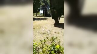 Sgamati dallo sbirro a trombare nel parco in pieno giorno