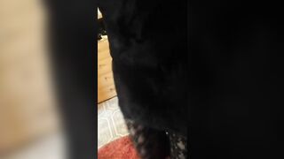 La mia compagna di calsse lo spompina (dialogo italiano )